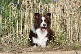 BORDER COLLIE 438